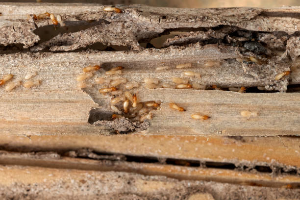 Best Local Pest Control Services  in Plumsteadville, PA